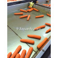 Nouvelle récolte 2019 xiamen carotte fraîche